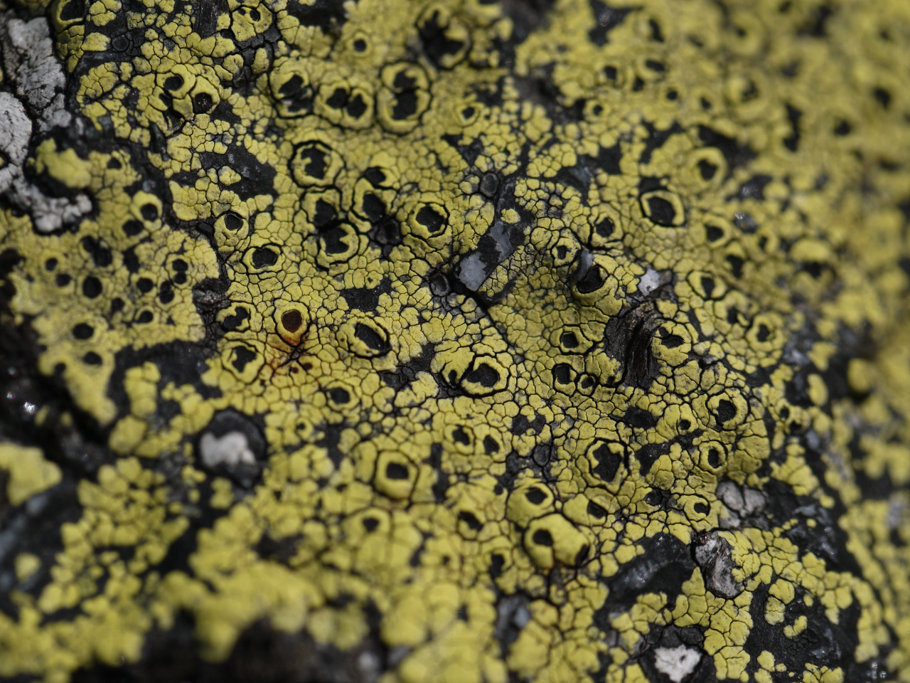 Lichen Rizoides Northwest Naturalist