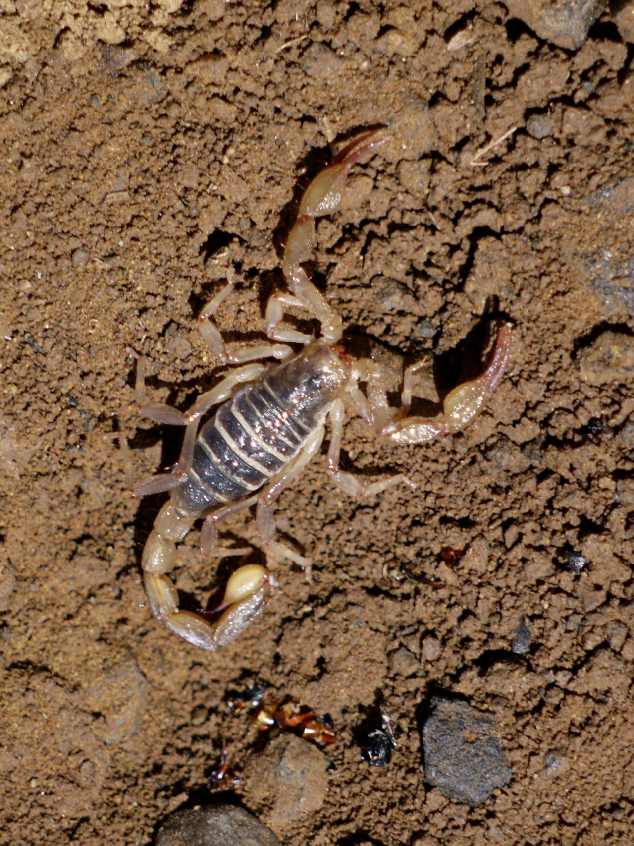 Northern Scorpion | Northwest Naturalist