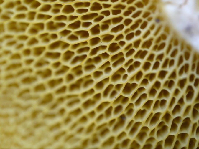 Suillus ochraceoroseus pores, by Robert Niese