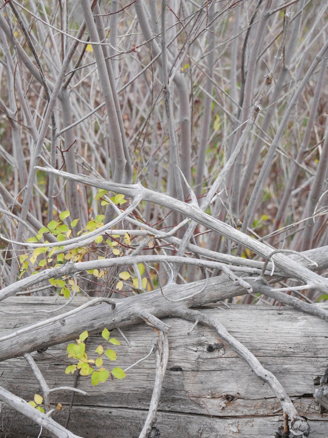 Snowberry on gray, Apgar, Glacier National Park