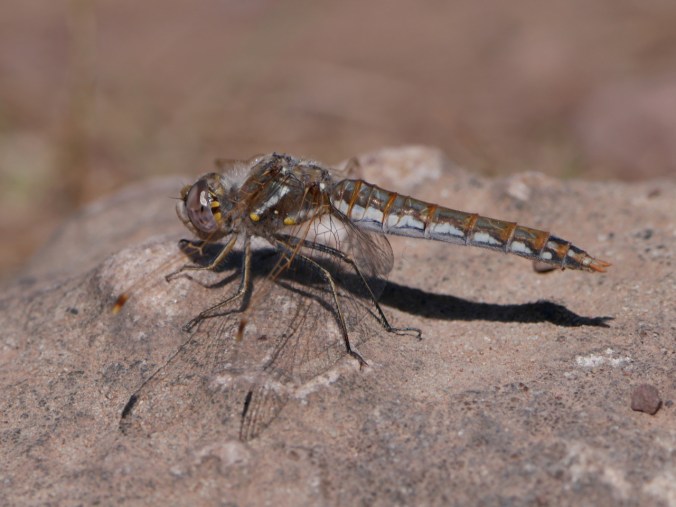 tumblr_o7lk36bgmx1tmun60o1_1280