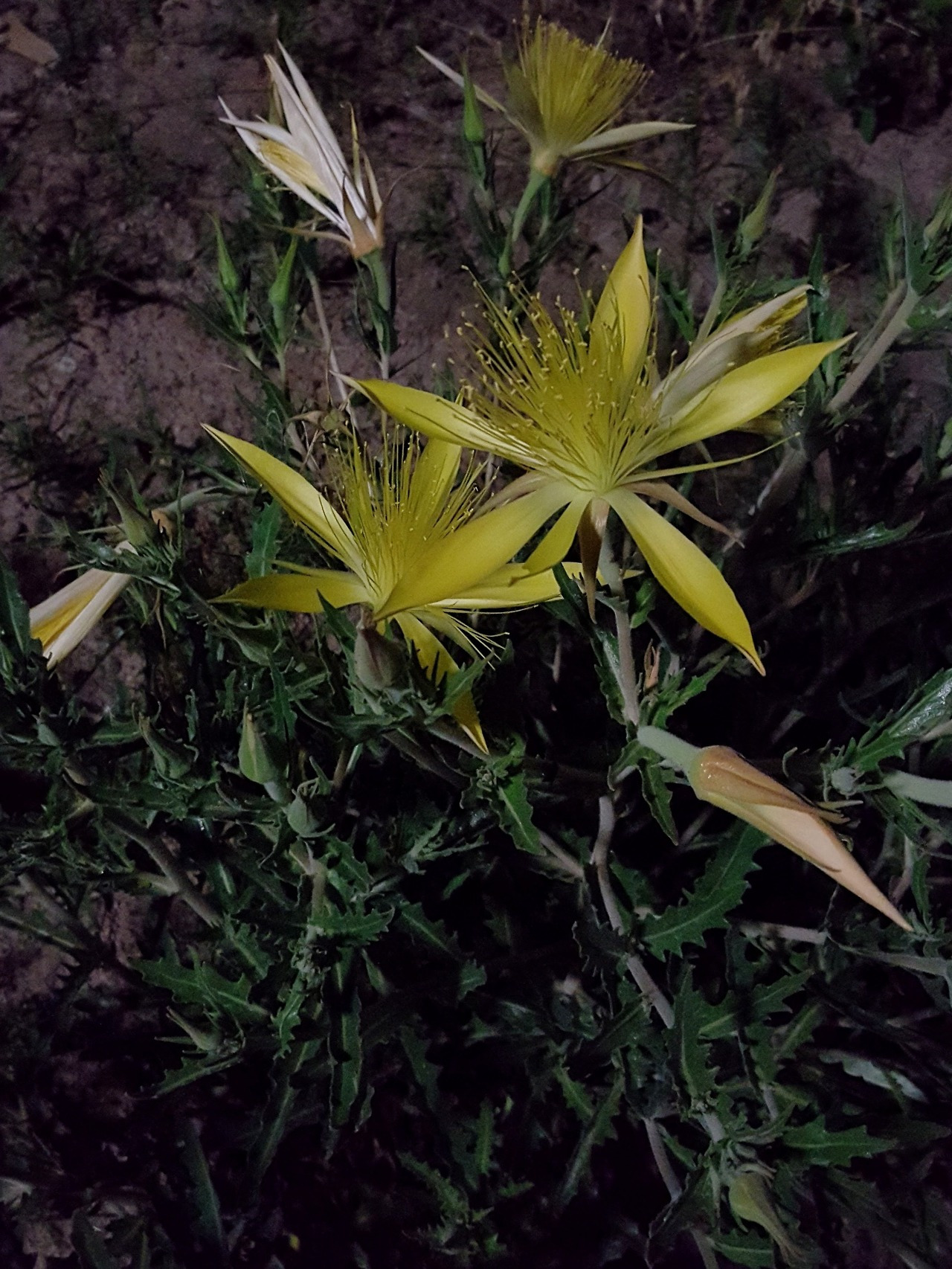 tumblr_oqomtrzieh1tmun60o1_1280